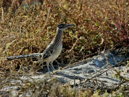 USA_Mexico2006-2007-035